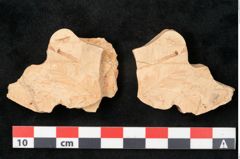 Foto (Detailansicht) von Sequoia langsdorfii (NHMW-GEO-2024-0188-11463)